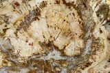 Beautiful Petrified Wood (Araucaria) Slab - Madagascar #361499-1